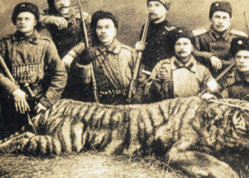 Fenomenologia della tigre siberiana